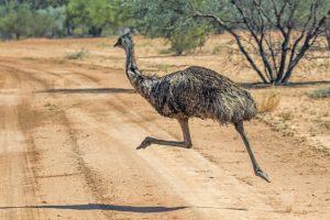 great emu war history
